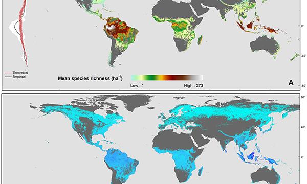 Contributo dei botanici del DAGRI a un importante studio sulla diversità delle foreste nel mondo 